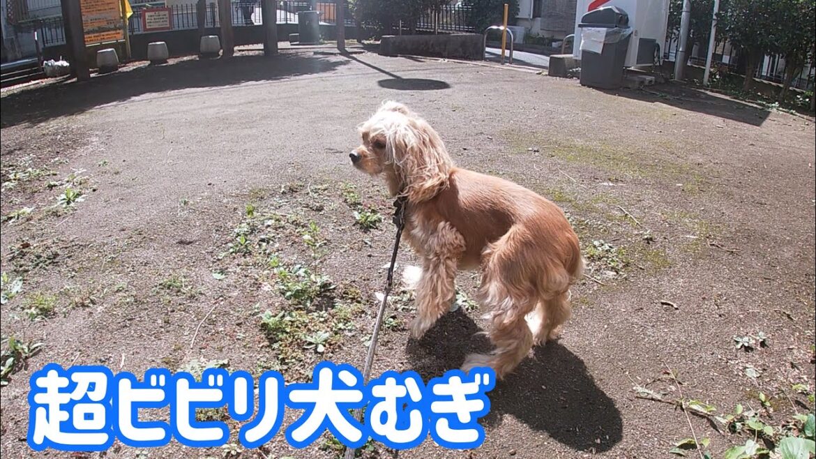 ビビり犬は散歩も命がけ、アメリカンコッカースパニエル