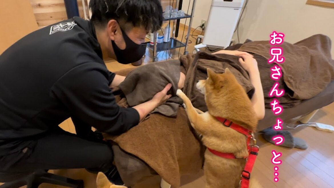 パパ以外の男がママに触れるとどうしても心配で間に入ろうとする柴犬が可愛い パパ以外の男がママに触れるとどうしても心配で間に入ろうとする柴犬が可愛い