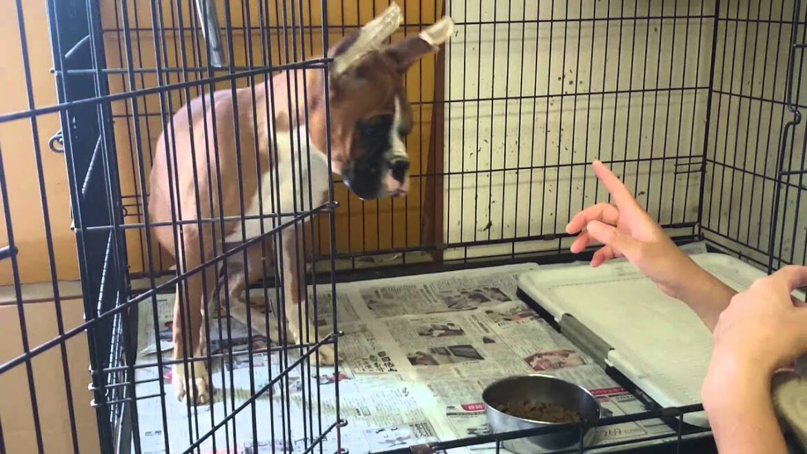 犬のしつけ　ドッグフードのあげ方　ボクサー犬の子犬　静岡県浜松市