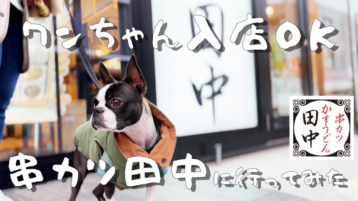 【ボストンテリア】串カツ田中が犬入店OKってみんな知ってた？