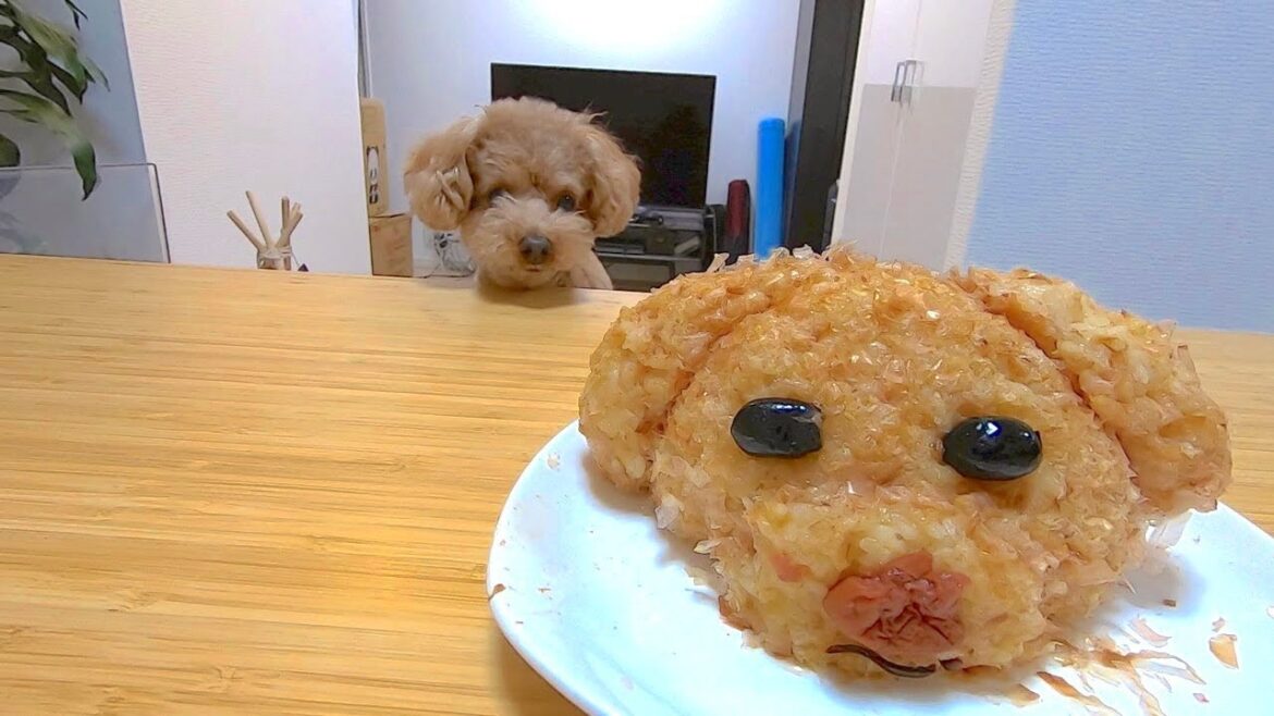 【Twitterで話題】トイプードルおにぎりを犬と作ってみたらなぜか豚になった。