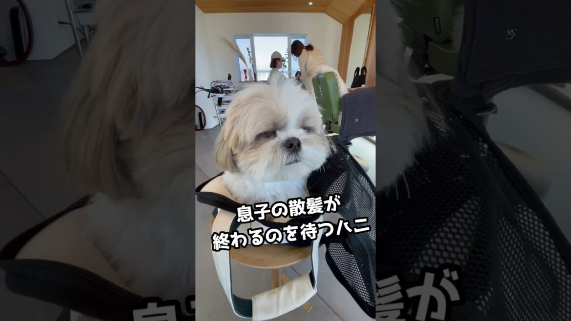 【シーズー犬/はに丸】1歳の息子の散髪が終わるまで大人しく待つ姿が愛おしすぎる #shorts 【シーズー犬/はに丸】1歳の息子の散髪が終わるまで大人しく待つ姿が愛おしすぎる #shorts