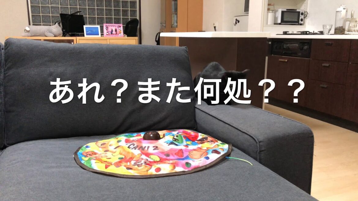 2018/12/20　セルカークレックスの梅子vol.330