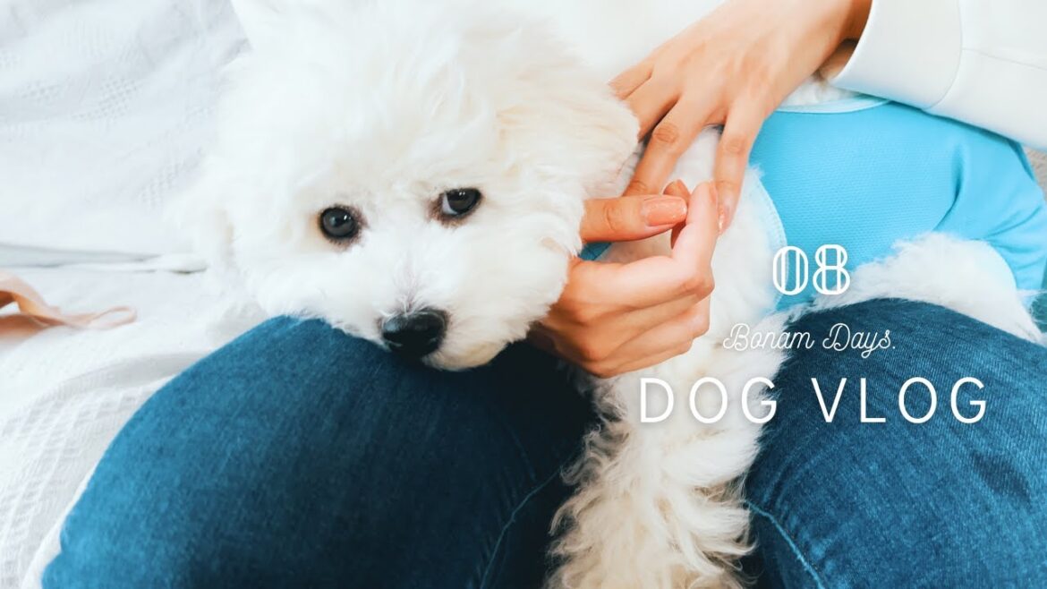 【ビションフリーゼ 子犬】去勢手術をしてきました | VLOG