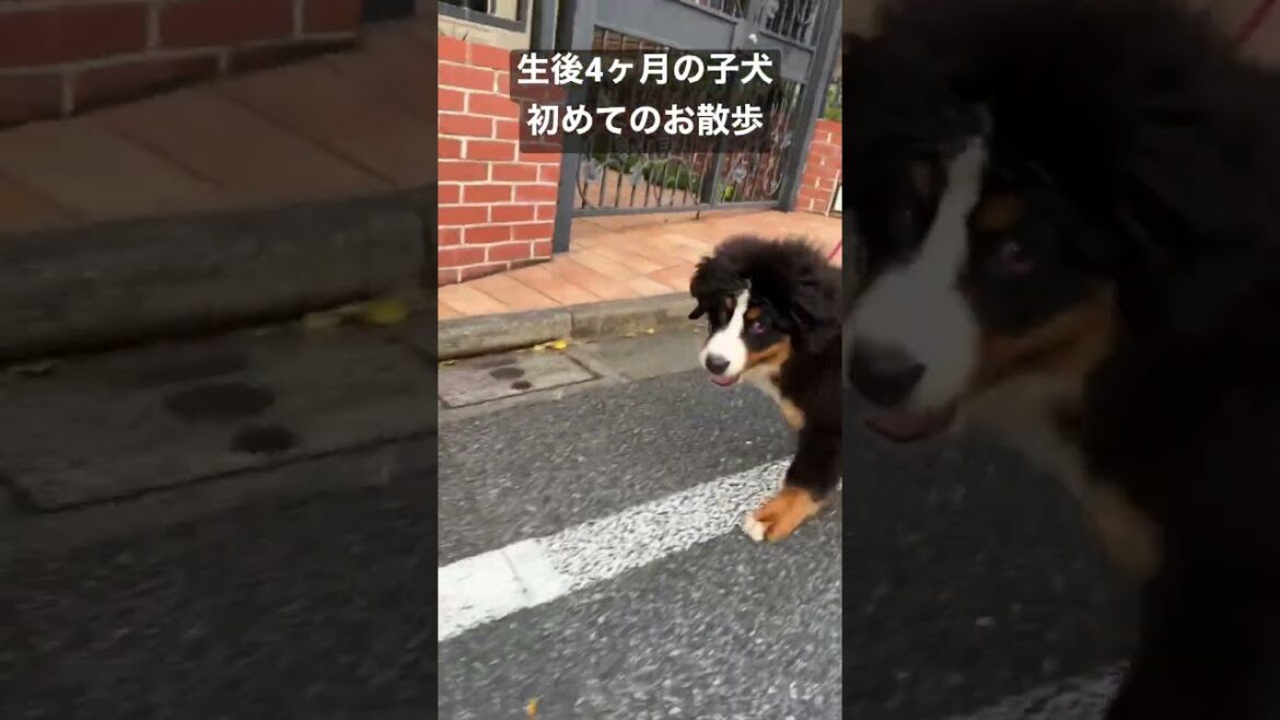 初めてお散歩するバーニーズマウンテンドッグの子犬