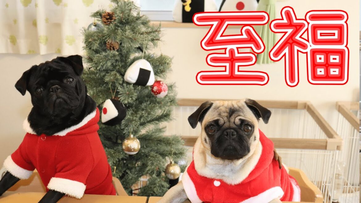 外食がドタキャンだったけど、家でお店屋さんごっこしたら楽しいし可愛いし幸せ過ぎた【パグ多頭】 外食がドタキャンだったけど、家でお店屋さんごっこしたら楽しいし可愛いし幸せ過ぎた【パグ多頭】