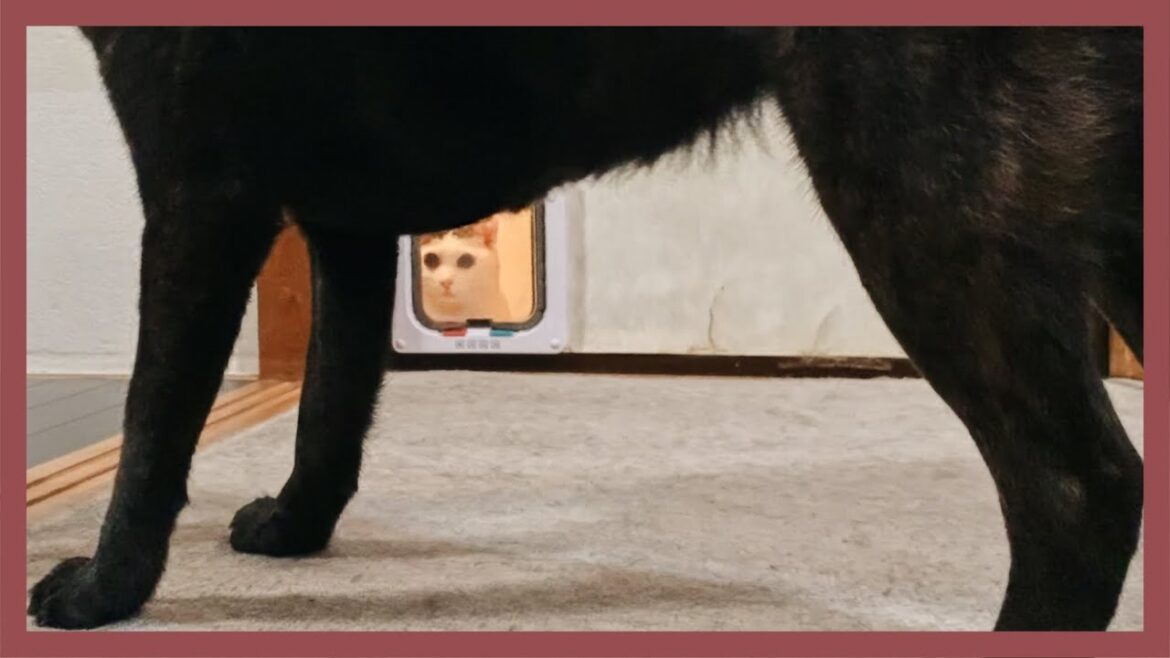 【甲斐犬】珍しく凶暴化した甲斐犬カナコに猫たちドン引き(笑)