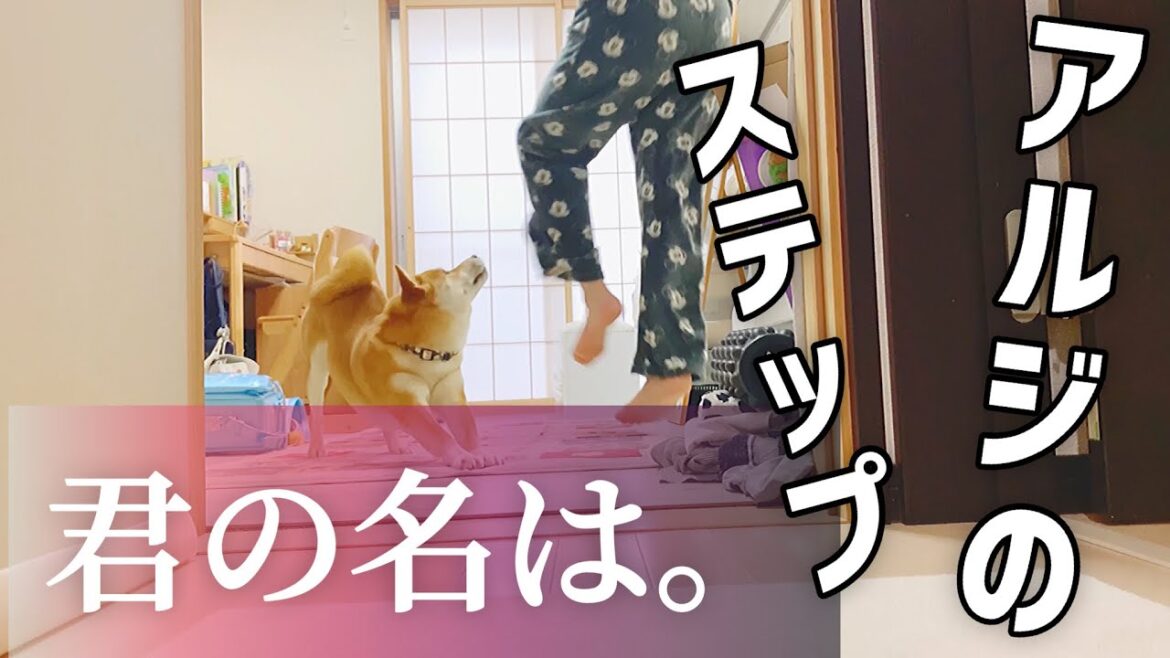 【柴犬こむぎ】炸裂‼︎濃い恋と愛のパワー【主人のステップ】