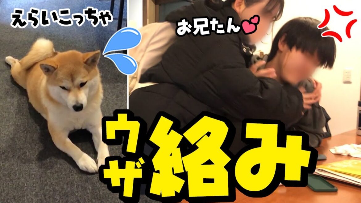 冬休み中の兄に好き好き攻撃する妹に呆れる柴犬 冬休み中の兄に好き好き攻撃する妹に呆れる柴犬
