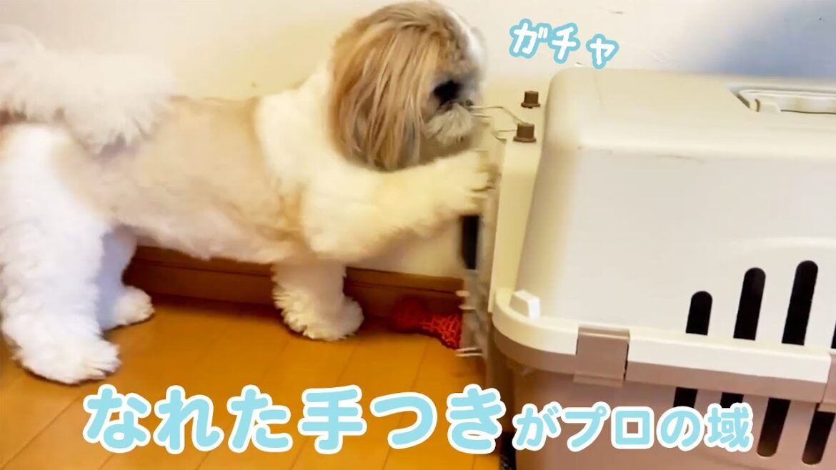 人みたいな手つきでドア開ける🐶｜PECO