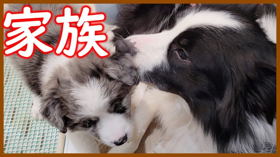 【生後40日目】微笑ましい家族の触れ合いの時間😊【ボーダーコリー】 【生後40日目】微笑ましい家族の触れ合いの時間😊【ボーダーコリー】