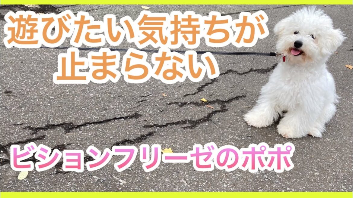 【ビションフリーゼのポポ】散歩中の寄り道はやめられない子犬