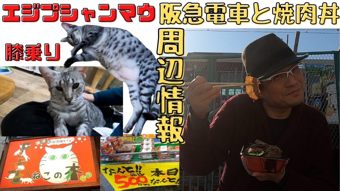 ニクの日（2日9日）は肉屋の焼肉丼を河川敷で阪急電車を見ながら食べる＆エジプシャンマウと戯れる（保護猫カフェ周辺情報）猫の木Hankyu Train, Yakiniku Donburi &CAT