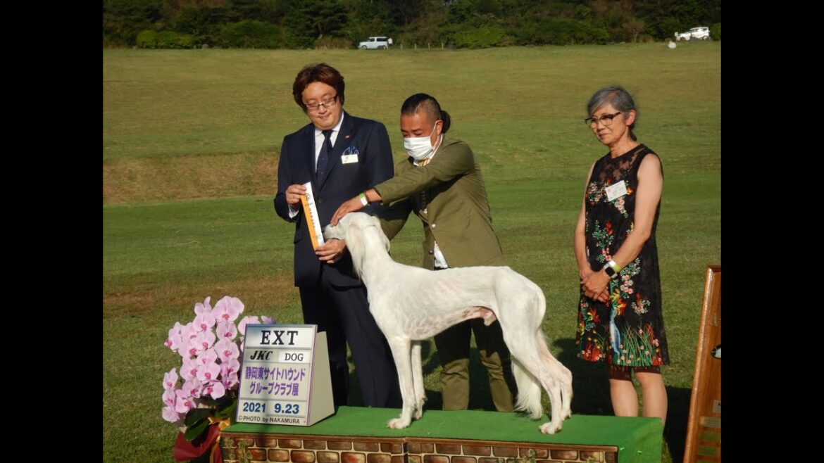 サルーキ　ぽぽ・喜八！サイトハウンドグループ展　アダルトの部♪（Saluki)