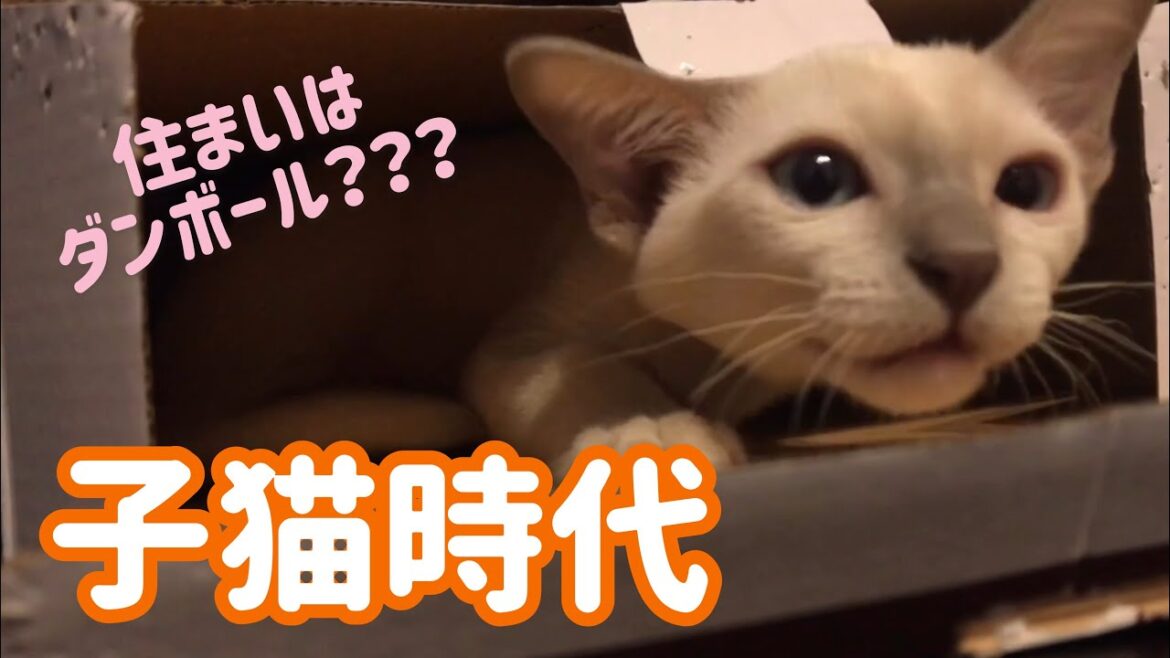 【子猫時代】暗くて狭い所大好き♪【トンキニーズ】