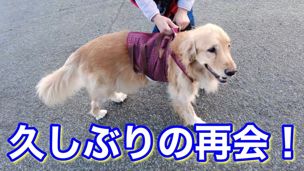 お散歩中に久しぶりに会えて大喜びのメイプル！ごはんもたくさん食べられた良い１日でした！【メイプル闘病記#132】