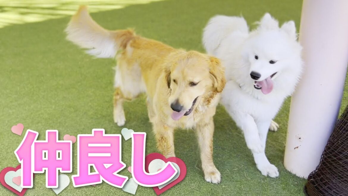 初めてのゴールデンレトリバーと大はしゃぎするサモエド