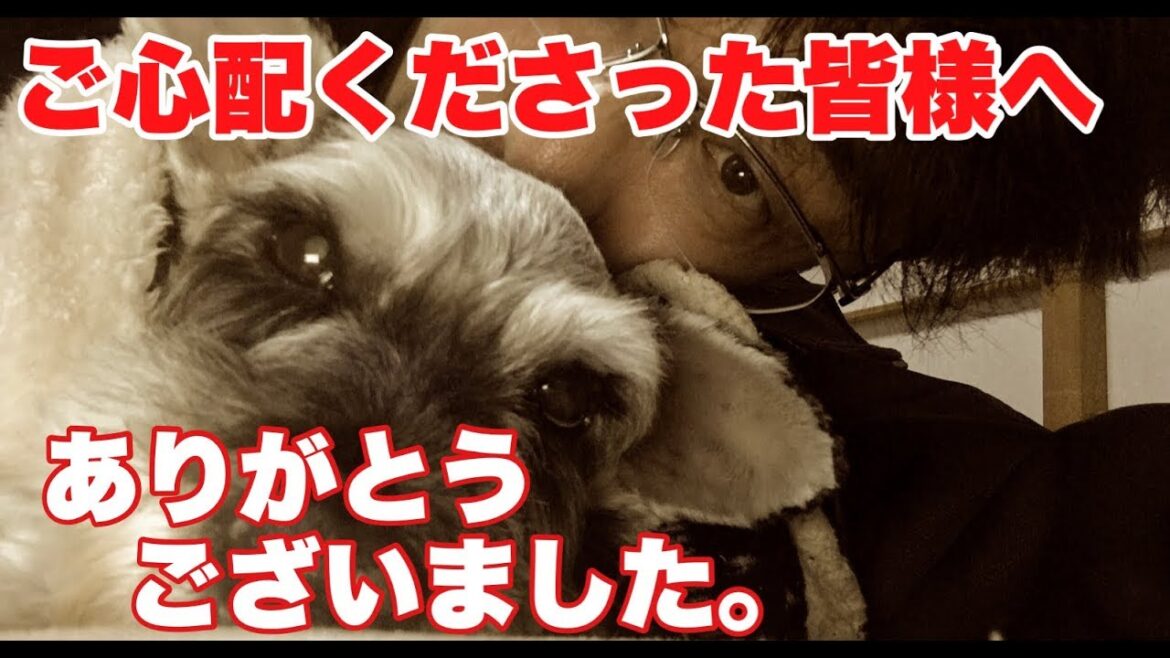 愛犬が天国へ　ミニチュアシュナウザーのむうちゃんお星さまになった・・