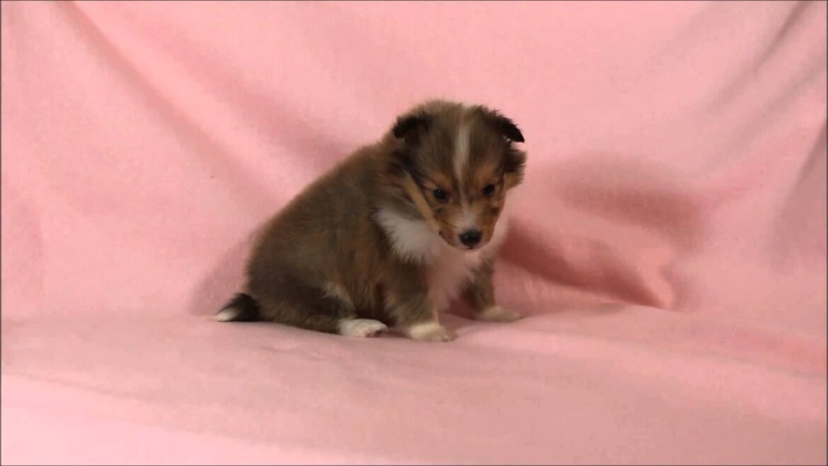 シェットランド・シープドッグ（シェルティー）子犬販売。No.8283