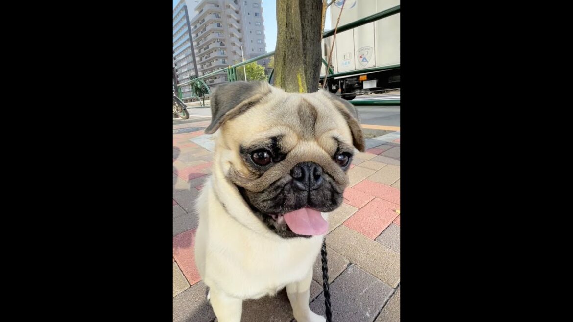 [パグ]機嫌がいいね😁 ﾍﾍﾍ🐶♪ (good mood dog) #shorts