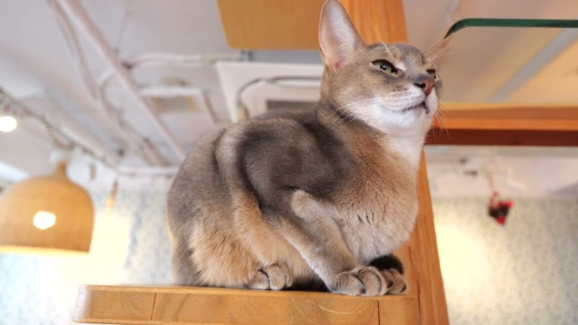 【アビシニアン】キャットタワーにいるアビィさん