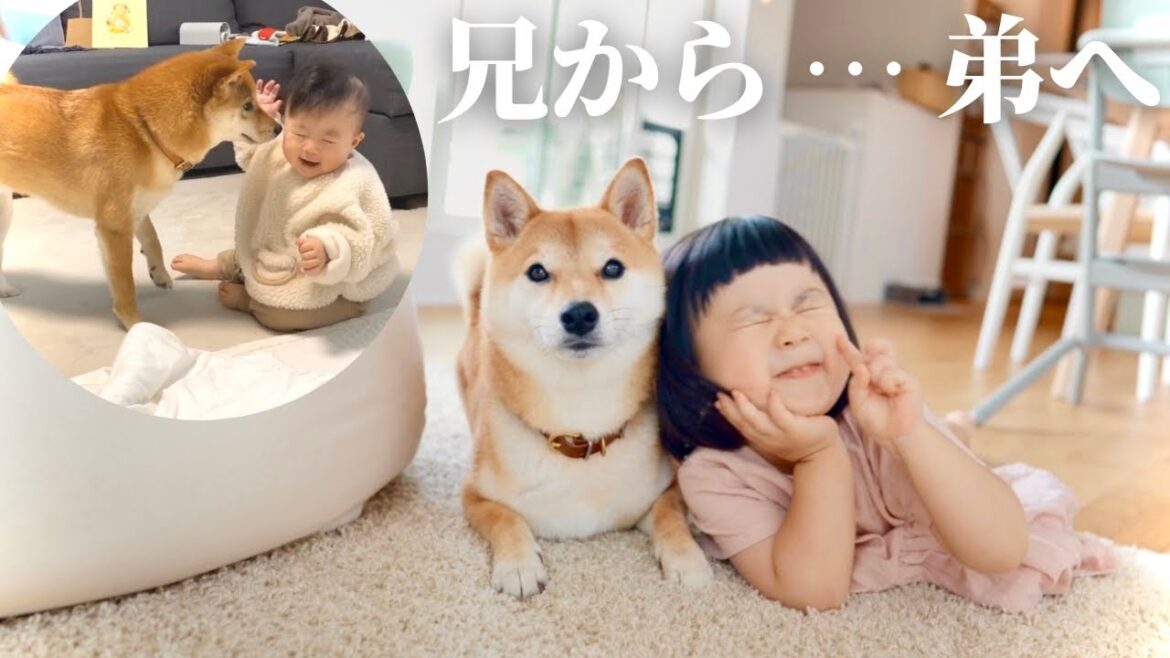 【軌跡】子守しながら兄と呼ばれていた柴犬が、いつしか弟のような存在になっていくまで