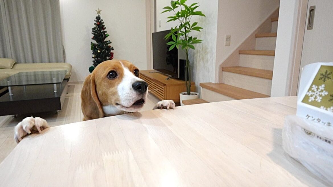 今年もビーグル犬まるだしのクリスマス
