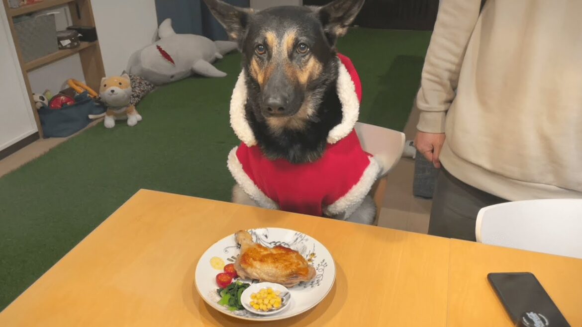 愛犬に骨付き肉をあげたら、飼い主より食べ方が上品でしたｗ【ジャーマンシェパード】