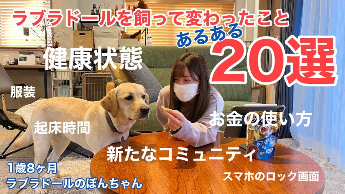 【ラブラドール#82】ラブラドールレトリバーを飼って変わったこと20選! ラブラドールレトリバー labrador retriever 大型犬  あるある 【ラブラドール#82】ラブラドールレトリバーを飼って変わったこと20選! ラブラドールレトリバー labrador retriever 大型犬  あるある