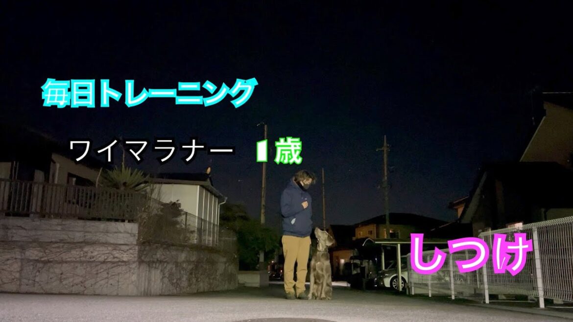 【ワイマラナー】の訓練を素人がやってみた！