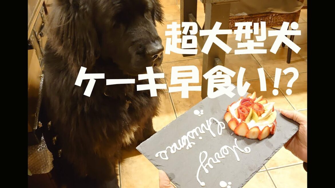 超大型犬ニューファンドランド達と手づくりクリスマスケーキでお祝いしました