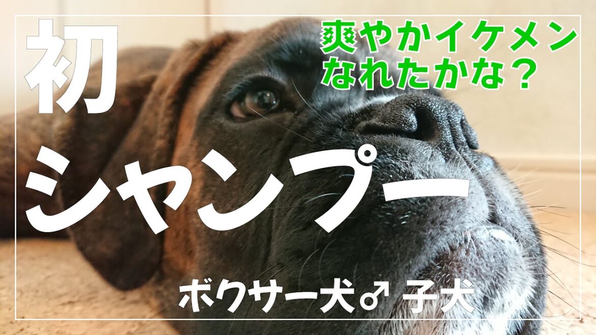 大型犬 子犬の初めてのシャンプー 無事に終えられたのか？