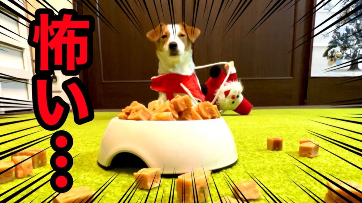 【クリスマス】いつもの100倍の量を一気にもらった犬［しゃべる犬 ジャックラッセルテリア］