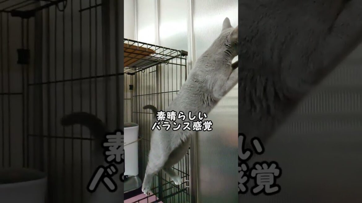 【猫動画】バランス感覚抜群なロシアンブルー【russianbule】Russian blue with excellent balance