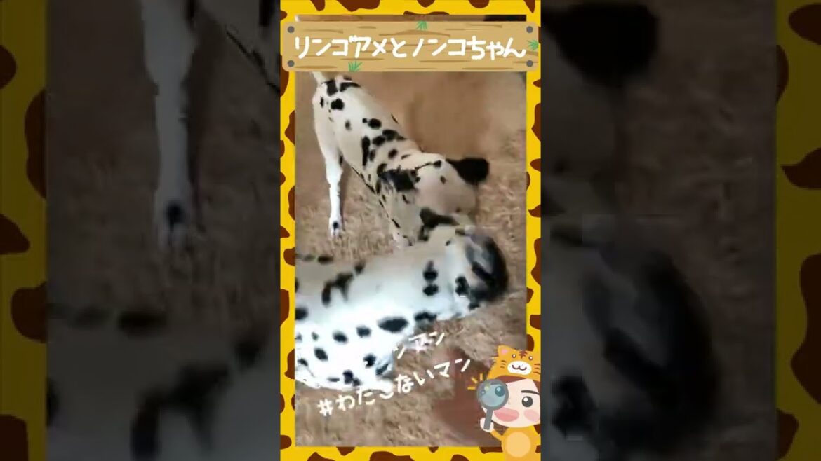 おもちゃを渡したくないダルメシアン犬｜アニマル発見隊 #shorts