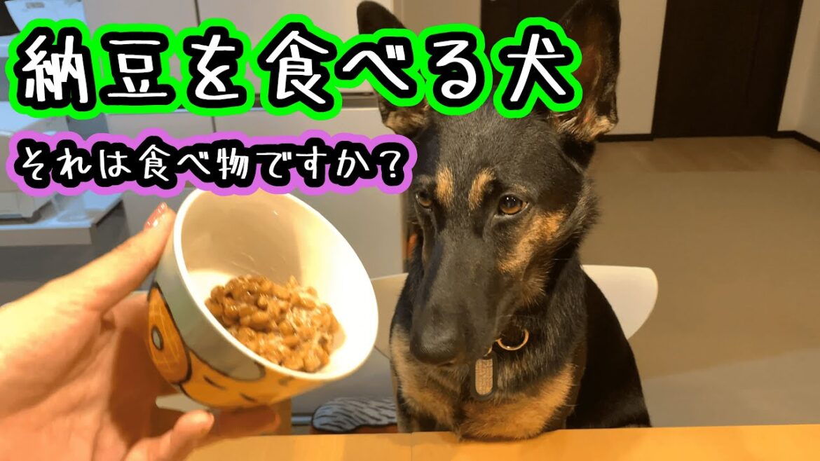 【ジャーマンシェパード】納豆を食べる犬【German Shepherd Dog】A dog trying to eat Natto