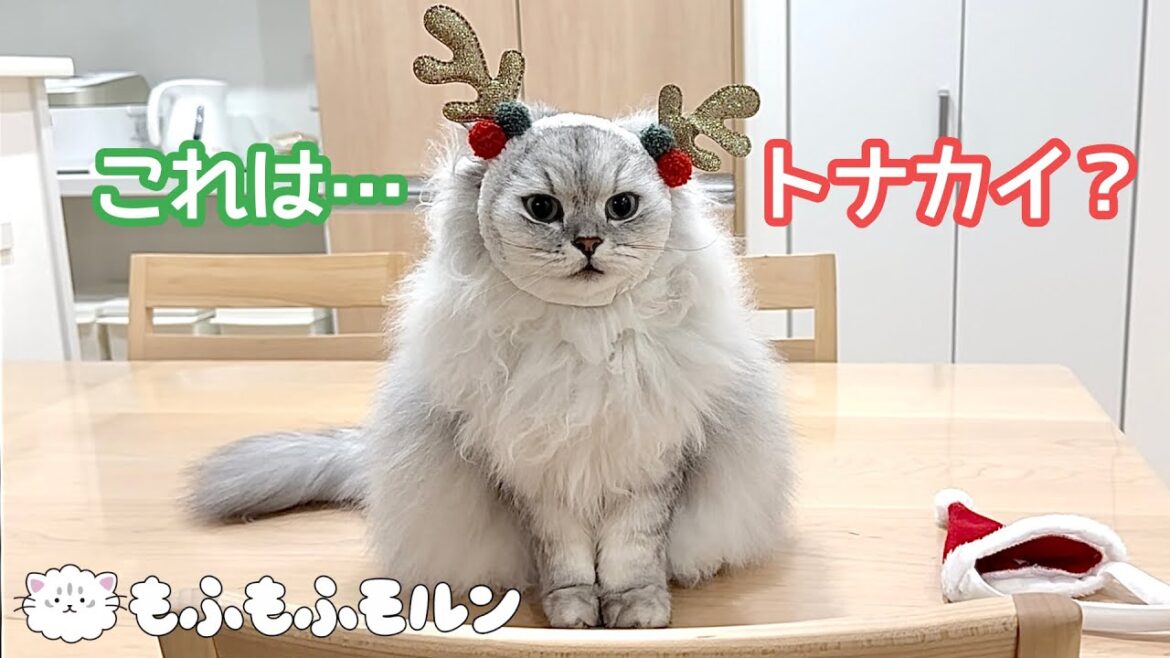 クリスマスにトナカイのような猫が現れました 【サイベリアン】