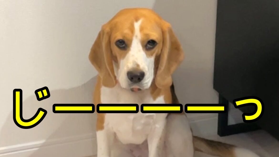 食事中の飼い主を見つめるビーグル犬 食事中の飼い主を見つめるビーグル犬