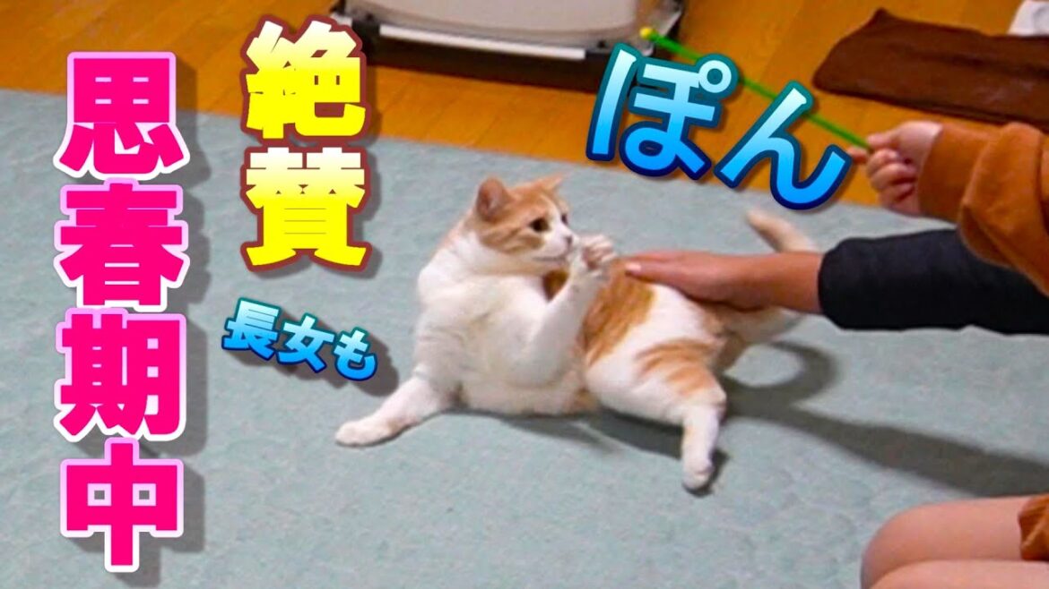 思春期の娘を持つパパは猫にも娘にもあしらわれる!?【スコティッシュフォールド】【アビシニアン】