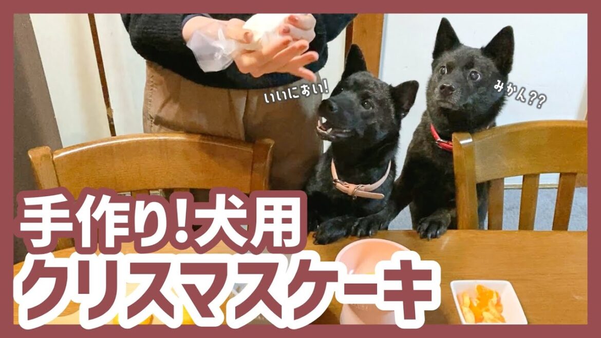【甲斐犬】クリスマスなので愛犬のために犬用ケーキを手作りしてみた! 【甲斐犬】クリスマスなので愛犬のために犬用ケーキを手作りしてみた!