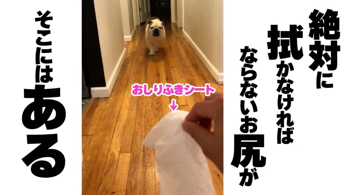 拭いてほしいブルドッグさん|PECO 拭いてほしいブルドッグさん|PECO