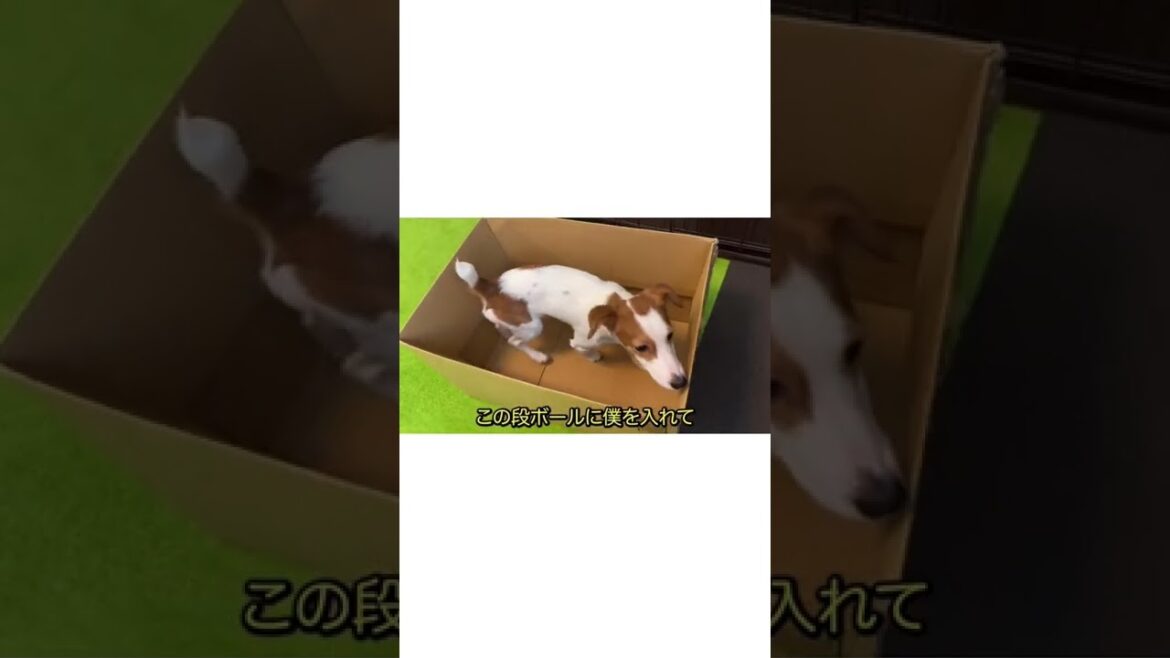 捨てられんの？［しゃべる犬 ジャックラッセルテリア］#shorts