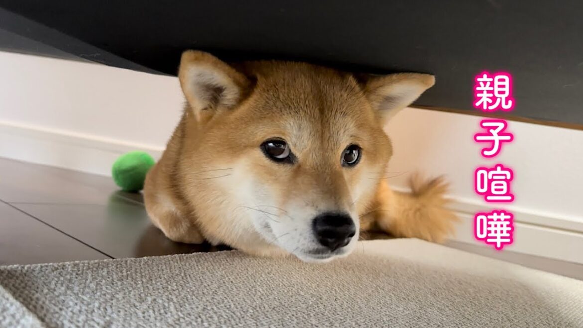 パパに叱られて人間の子供のように拗ねていじける柴犬が可愛い