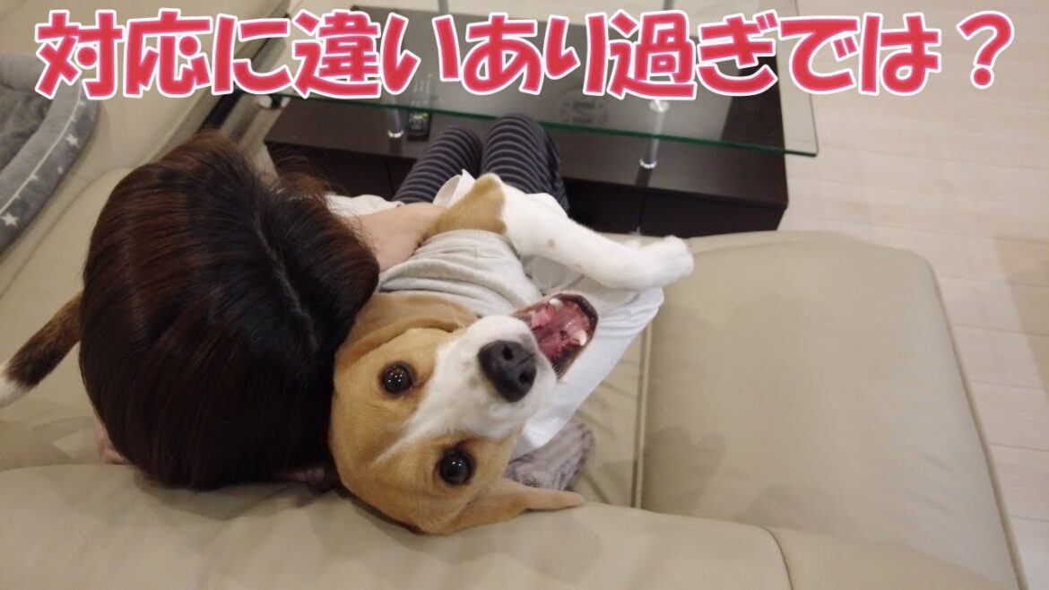 ママとパパに対する“対応”が違い過ぎるビーグル犬