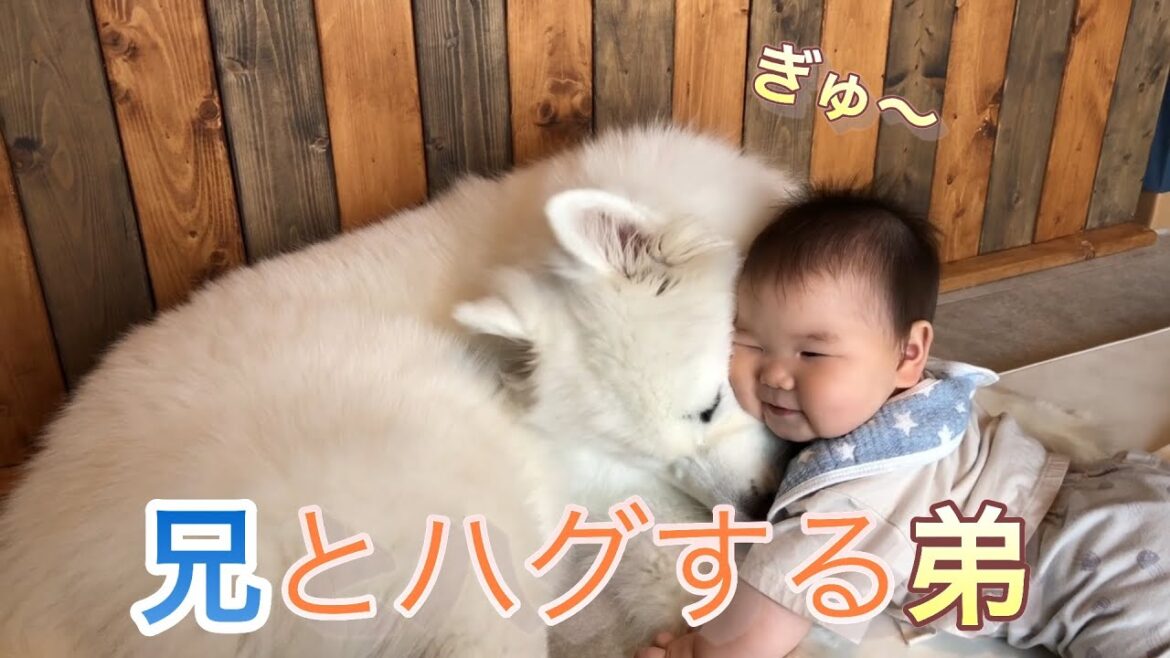 【サモエド】兄とハグする弟【リク】