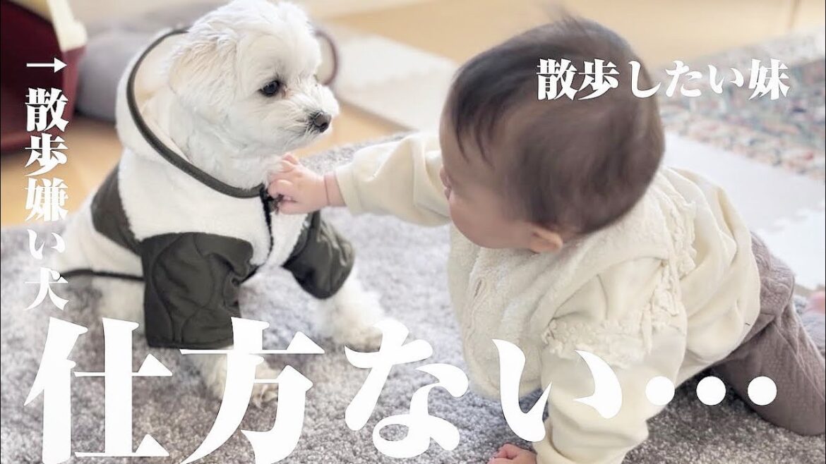 お散歩嫌いの兄犬も大好きな妹の前ではこうなります…笑【マルプー×生後9ヶ月】