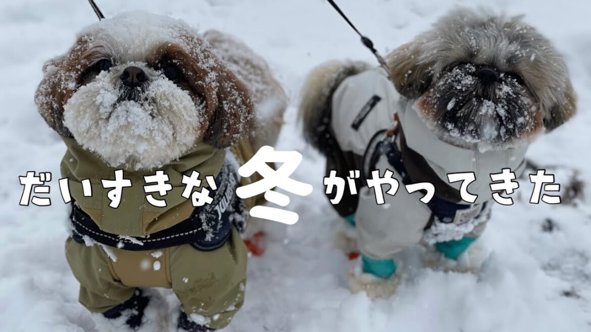 [シーズー多頭飼い]お山に雪が降りました。