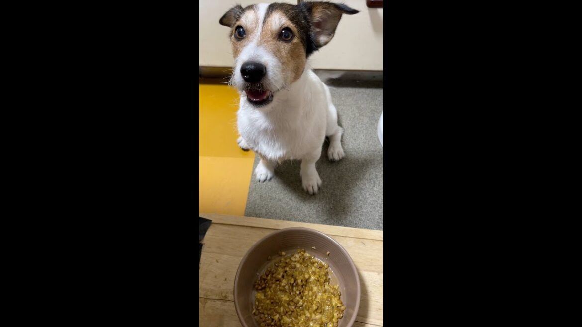 (ショート動画)卵かけ納豆ご飯を食べたジャックラッセルテリア #shorts