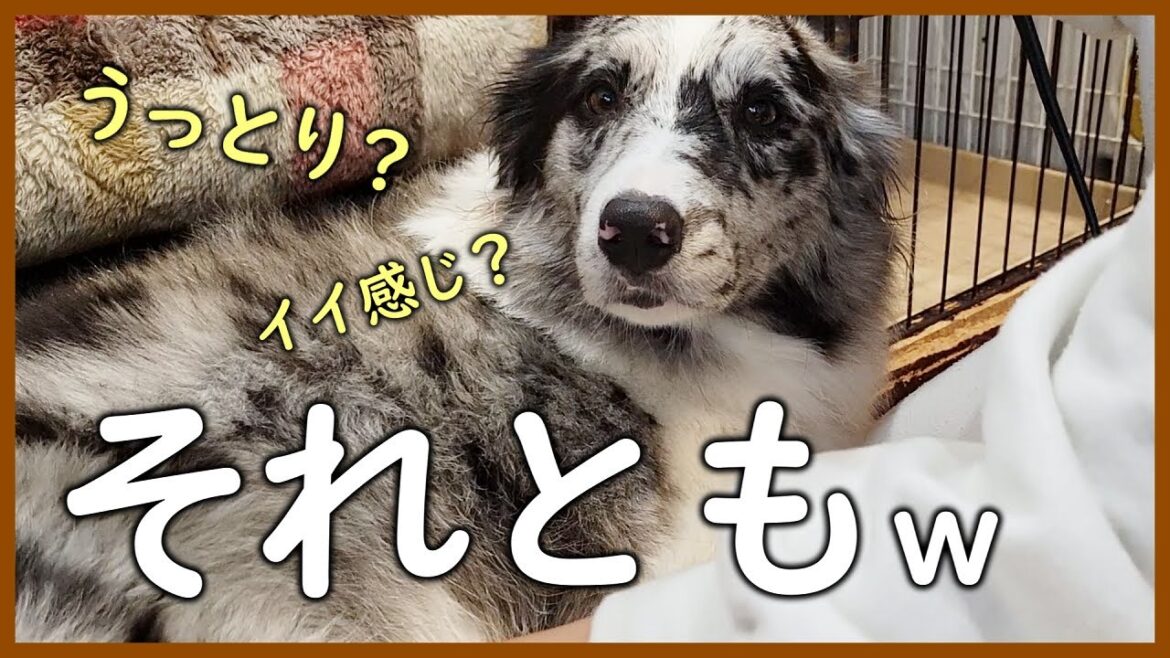 ペットドライヤーを買った結果…【ボーダーコリー】 ペットドライヤーを買った結果…【ボーダーコリー】