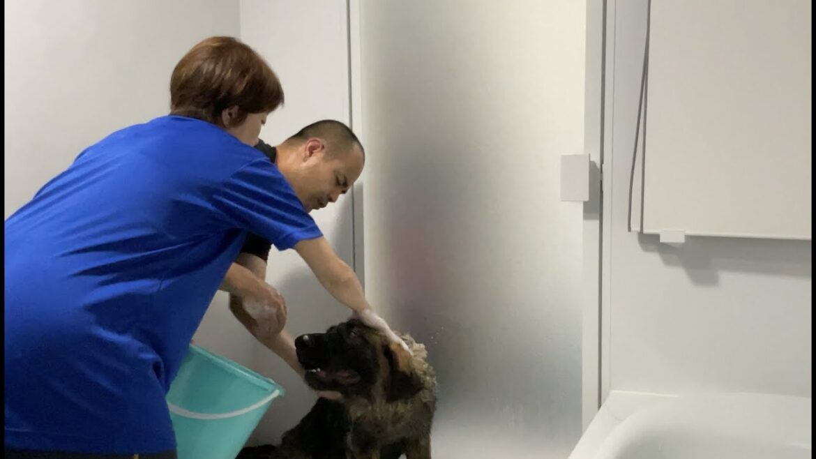 【超大型犬】　シャンプー再挑戦　Leonberger　レオンベルガー